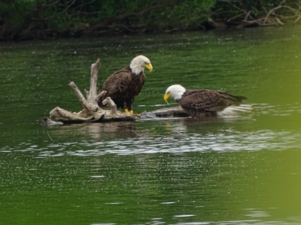 Dual Eagles in Green Lane