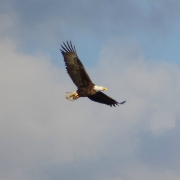 Eagle in Flight- Eagles in Green Lane