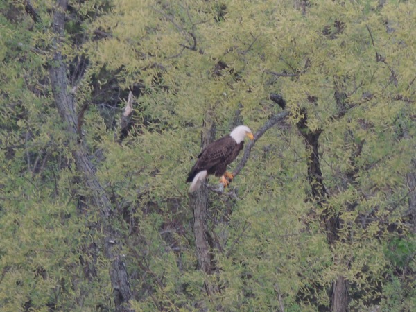 Eagle in the trees- Eagles in Green Lane