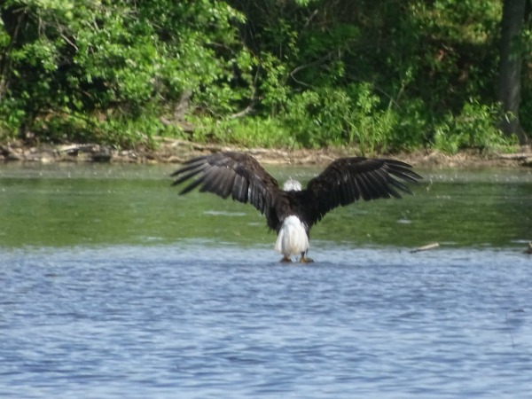 Eagle landing in the water- Eagles in Green Lane