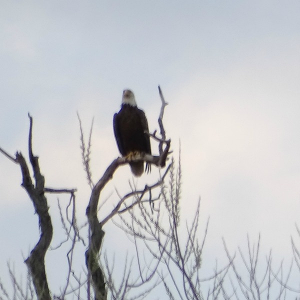 Eagles in Green Lane- Eagle Perched in the trees