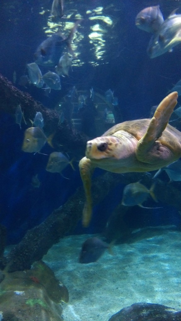 gorgeous sea turtle- Virginia Beach Vacation ideas