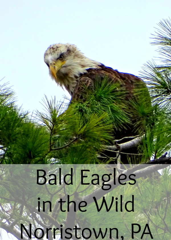 Bald Eagles in the Wild in Norristown, PA