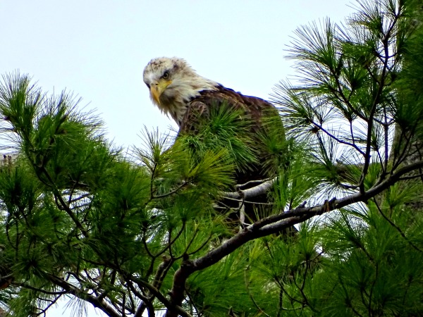 Eagle in Norristown, PA while visiting the zoo, 3
