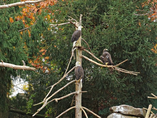 Eagles at the zoo