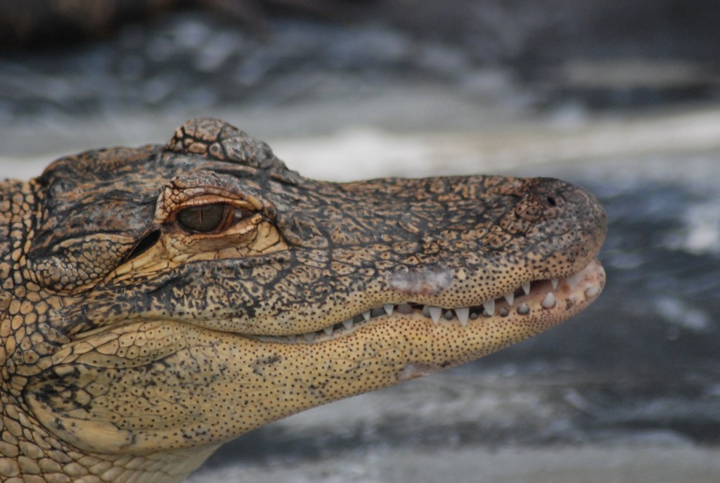 gatorland