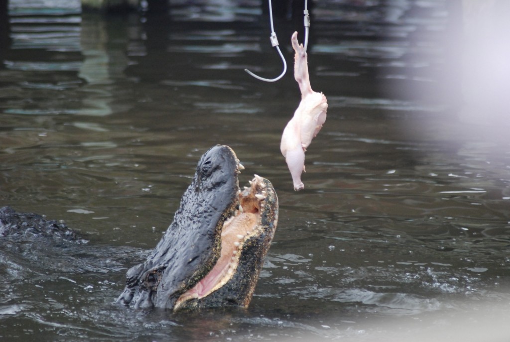 gatorland 2