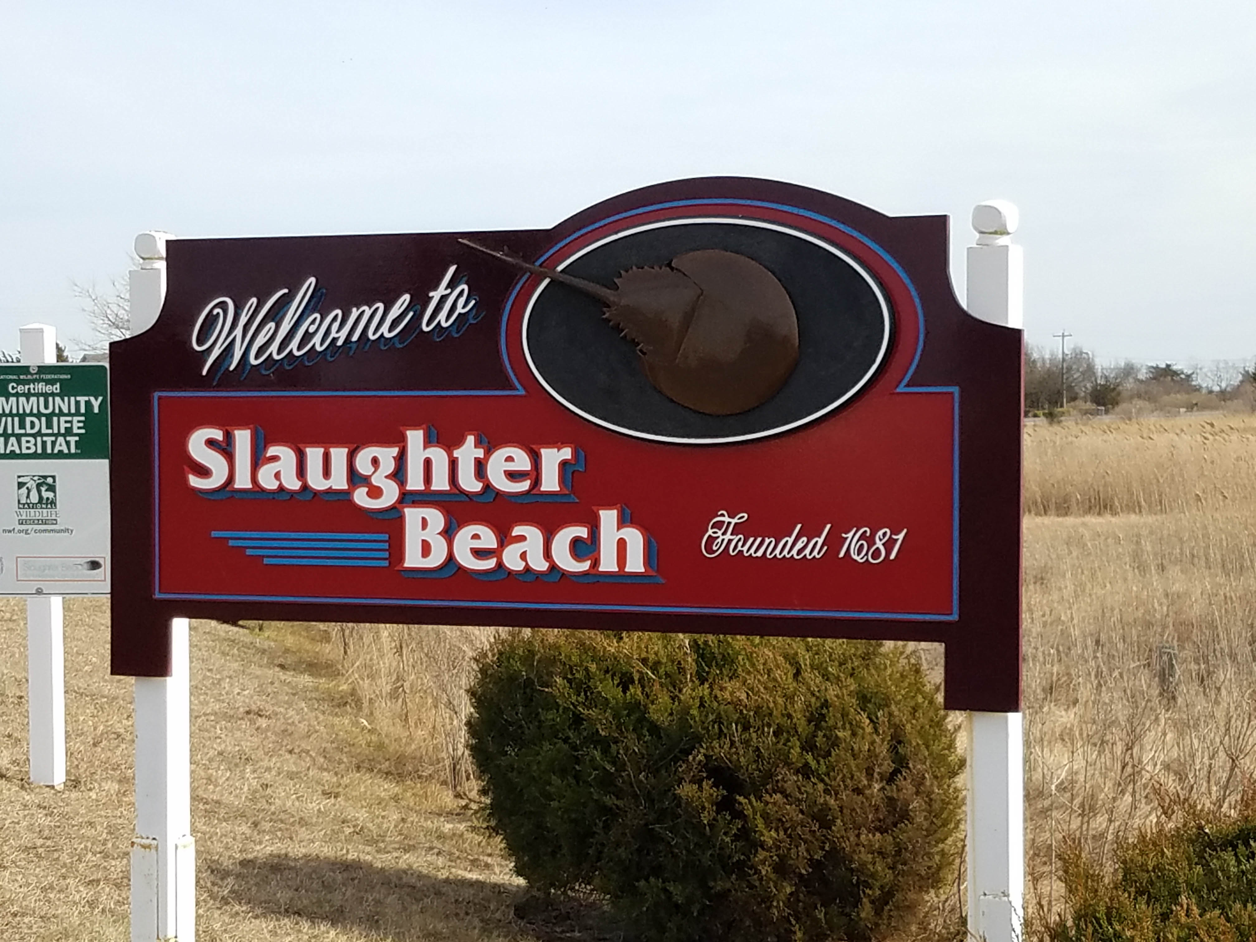 Slaughter Beach, in Delaware, is a quiet beach, that is known for the wildlife, including being a horseshoe crab sanctuary