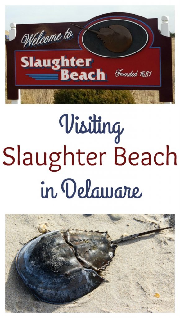 Slaughter Beach, in Delaware, is a quiet beach, that is known for the wildlife, including being a horseshoe crab sanctuary 