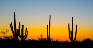 Are you looking for things to do in Phoenix, Arizona? Arizona is so much more than heat and desert. Here is a list of fun things to do in Phoenix, Arizona